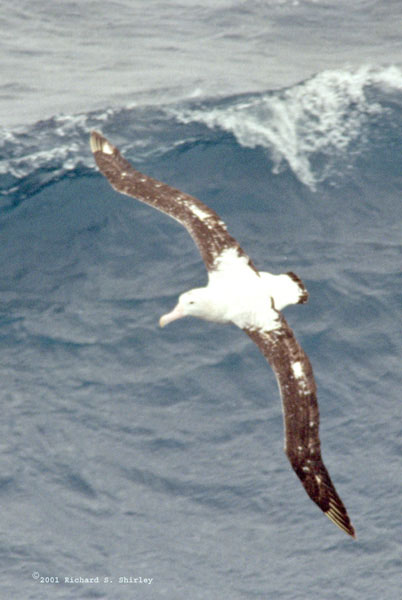 Wandering Albatross - Diomedeidae Diomedia exulens