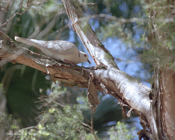 Barbary Dove - Columbidae Streptopelia roseogrisea