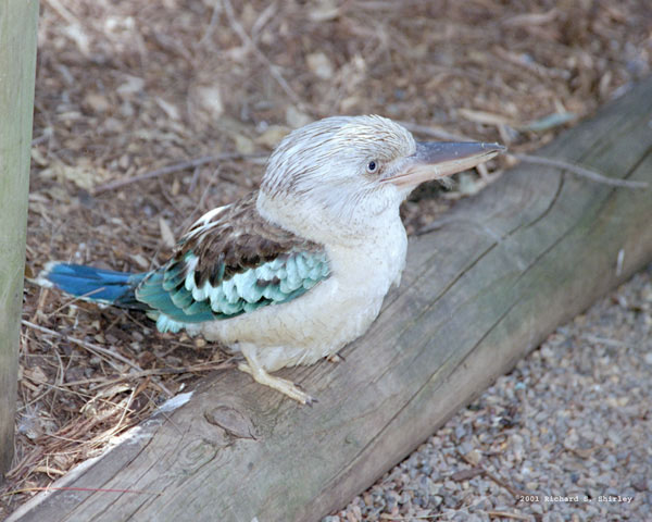 Blue Wing Kookaburra - Alcedinidae Dacelo leachii