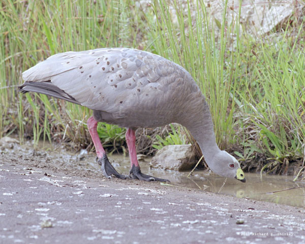 Cape Barren Goose - Anatidae Cereopsis novaehollandiae