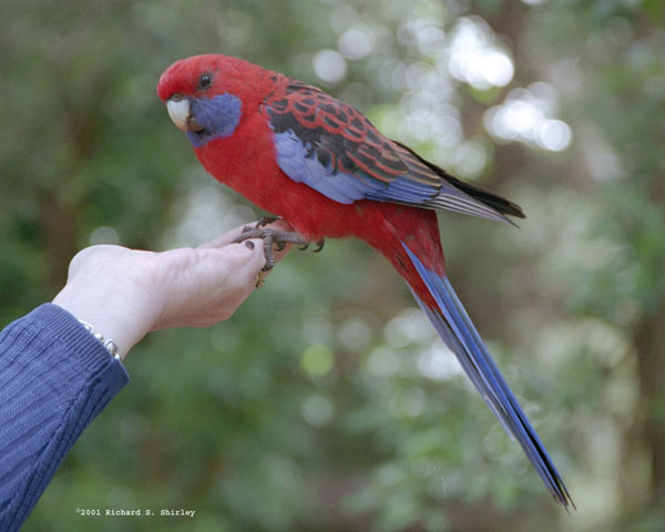 Crimson Rosella - Psittacidae Paltycercus elegans