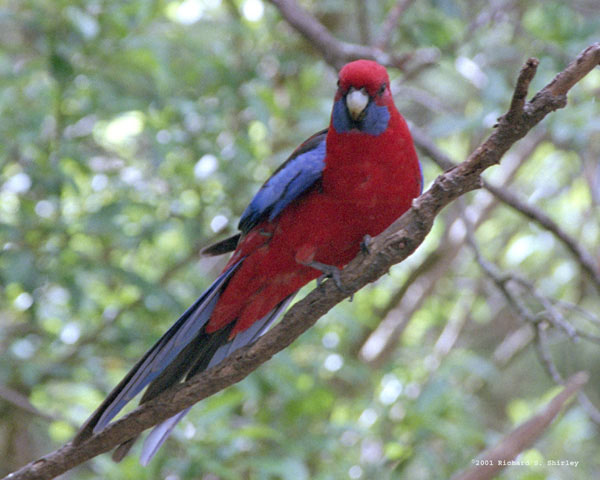 Crimson Rosella - Psittacidae Paltycercus elegans