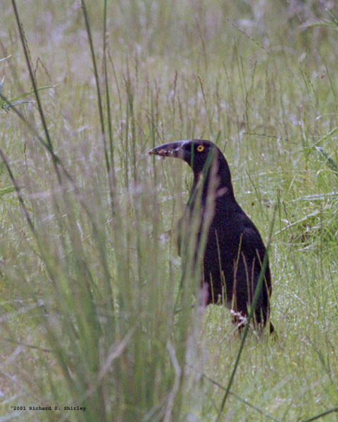 Black Currawong - Artamidae Strepera fuliginosa