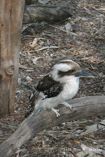 Laughing Kookaburra - Alcedinidae Dacelo novaeguineae