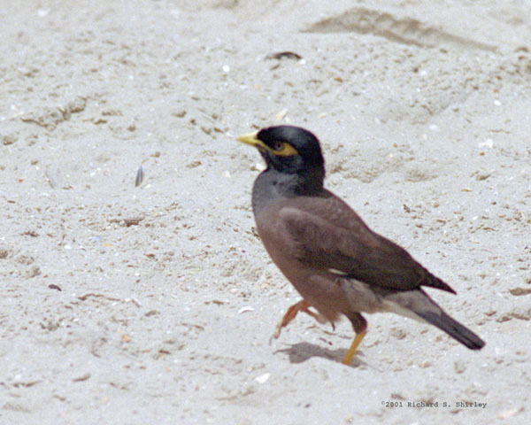 Common Myna - Sturnidae Acridotheres tristes