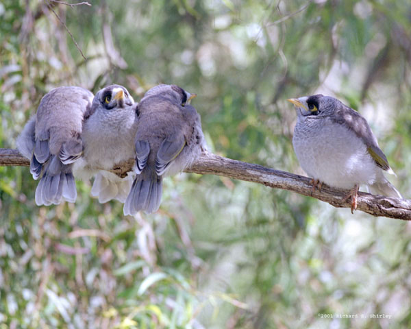 Common Mynas - Sturnidae Acridotheres tristes