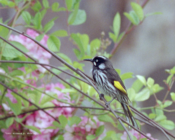 New Holland Honeyeater - Meliphagidae Phylidonyris novaehollandiae