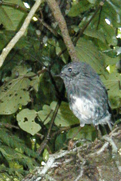 New Zealand Robin - Eopsaltridae Petroica australia