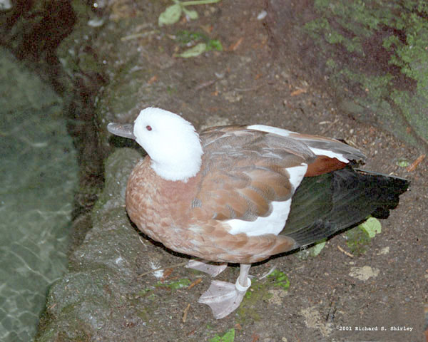 Paradise Shelduck - Anatidae Tadorna variegata