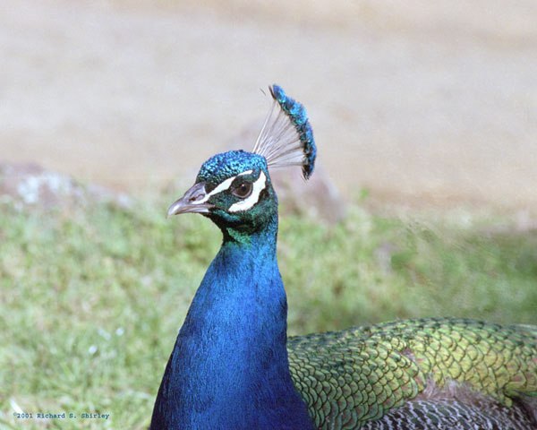 Indian Peafowl - Phasianidae Pavo cristatus