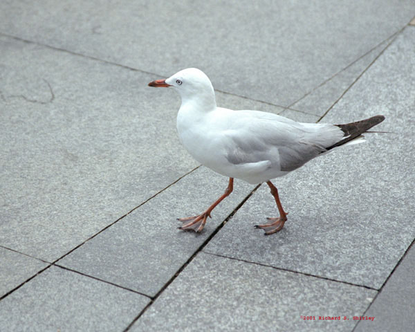 Red Billed Gull - Laridae Larus novaehollandiae