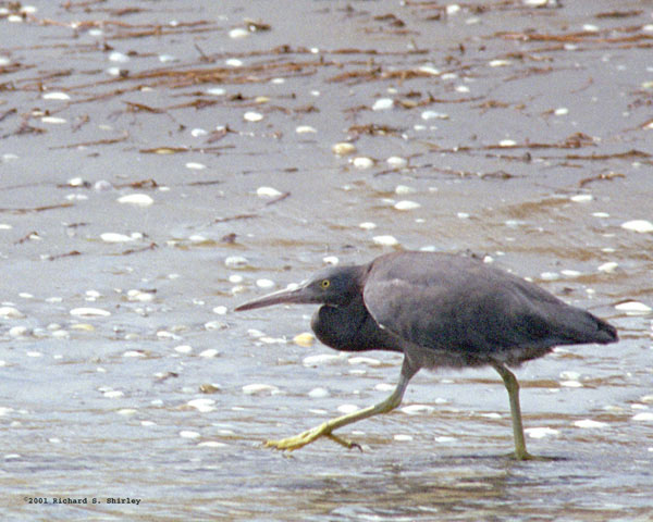 Reef Heron - Ardeidae Egretta sacra