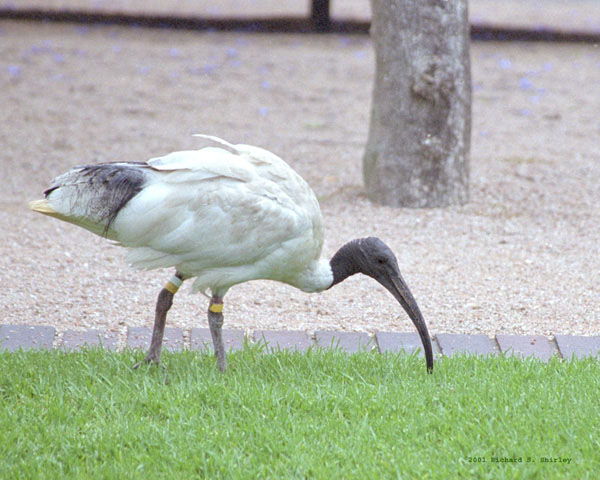 Sacred Ibis - Threskiornithidae Threskiornis molucca