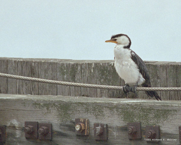 Little Cormorant - Phalacrocoracidae Phalacrocorax melanoleucos