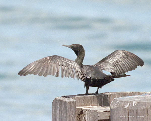 Little Black Cormorant - Phalacrocoracidae Phalacrocorax sulcirpstris