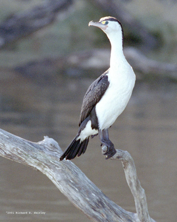 Pied Cormorant - Phalacrocoracidae Phalacrocorax varius