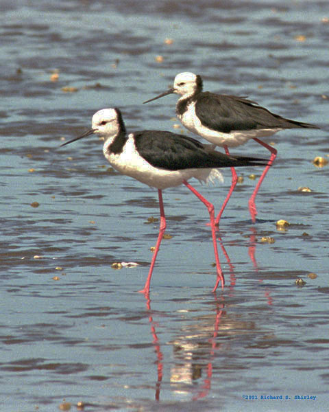 Pied Stilt - Recurvirostridae Himantopus himantopus