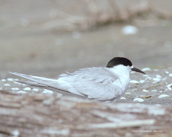 White Fronted Tern - Laridae Sterna striata