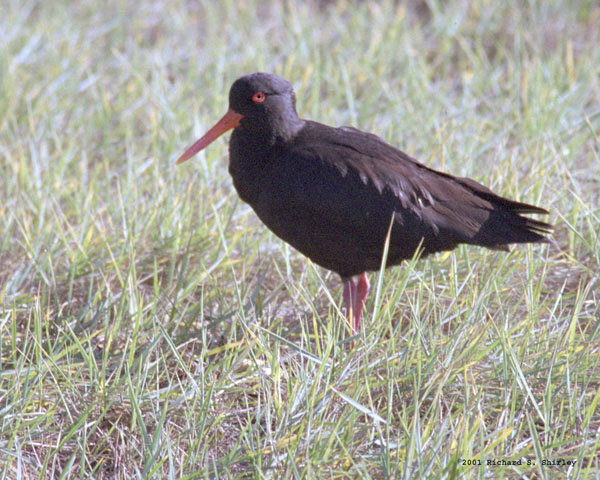 Variable Oystercatcher - Haematopodidae Haematopus unicolor