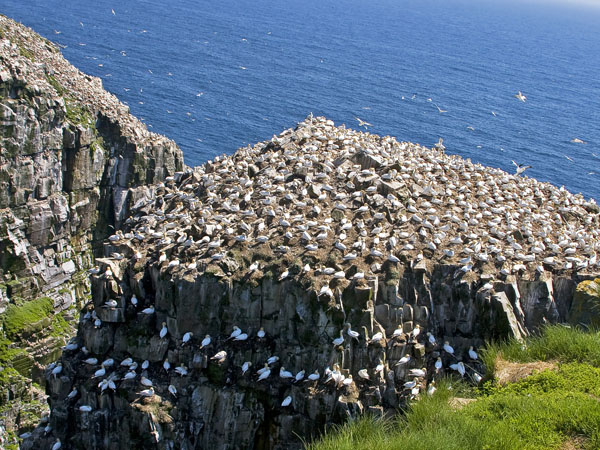 Northern Gannet - Sulidae Morus bassanus