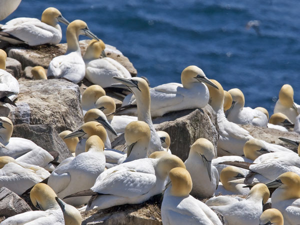 Northern Gannet - Sulidae Morus bassanus