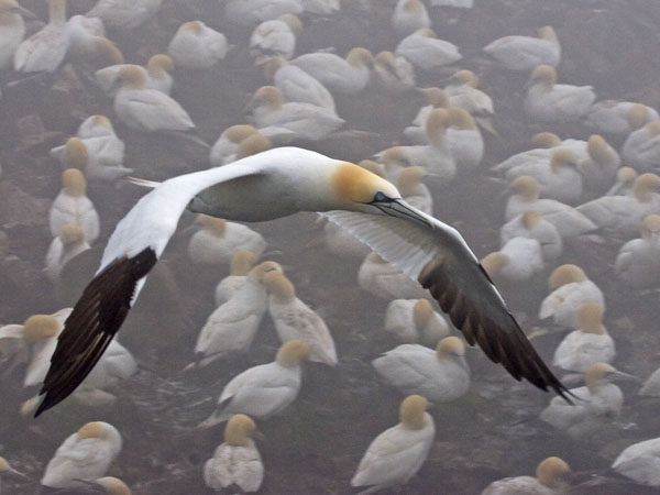 Northern Gannet - Sulidae Morus bassanus