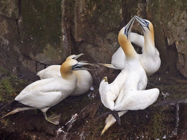 Northern Gannet - Sulidae Morus bassanus