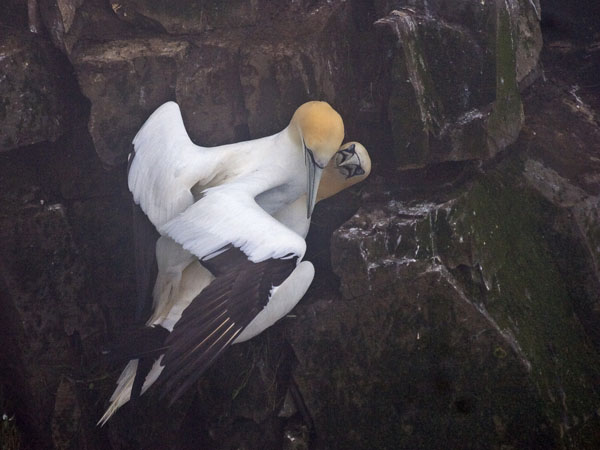 Northern Gannet - Sulidae Morus bassanus