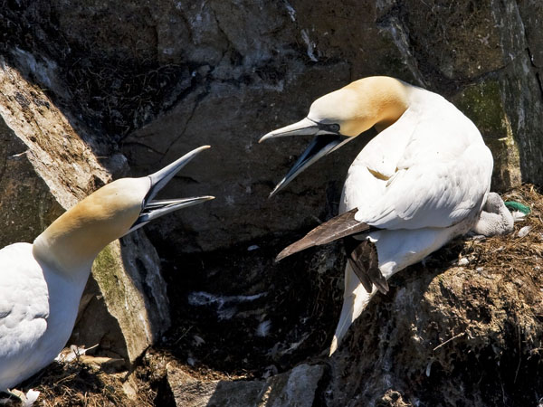 Northern Gannet - Sulidae Morus bassanus