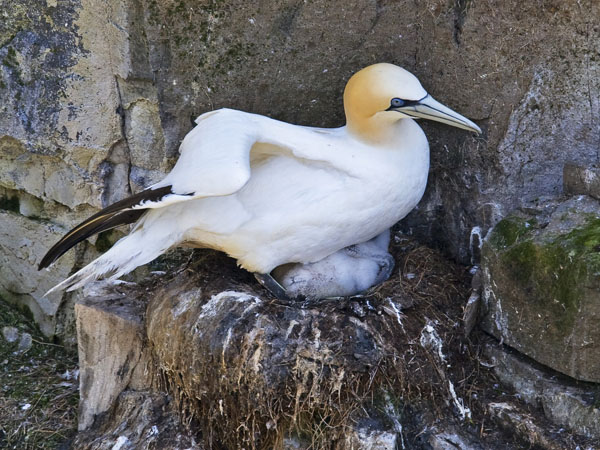 Northern Gannet - Sulidae Morus bassanus