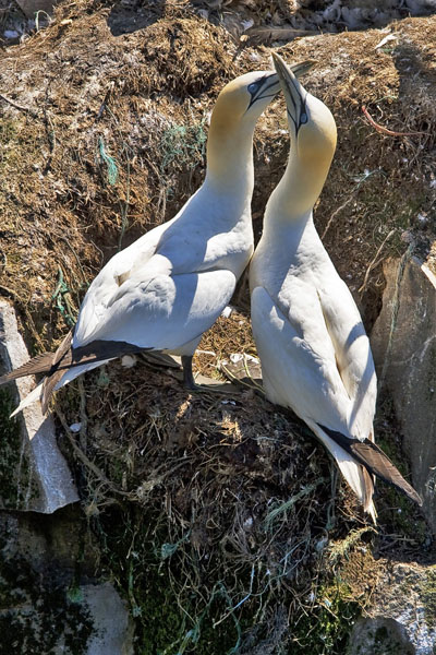 Northern Gannet - Sulidae Morus bassanus