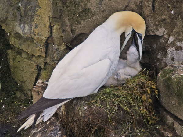 Northern Gannet - Sulidae Morus bassanus