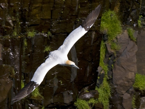 Northern Gannet - Sulidae Morus bassanus