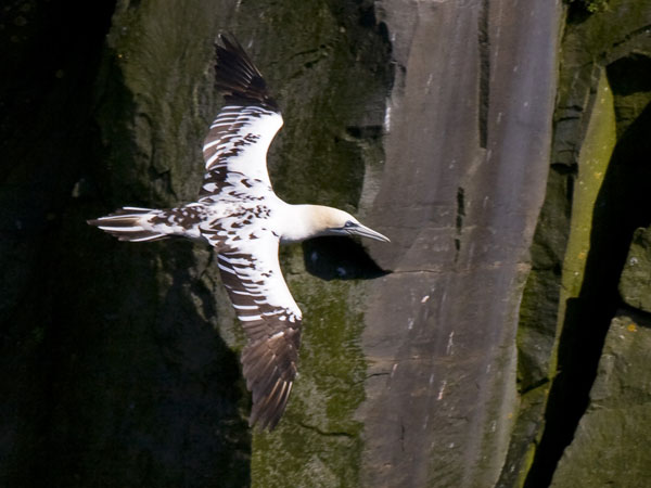 Northern Gannet - Sulidae Morus bassanu