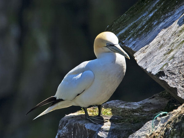 Northern Gannet - Sulidae Morus bassanus