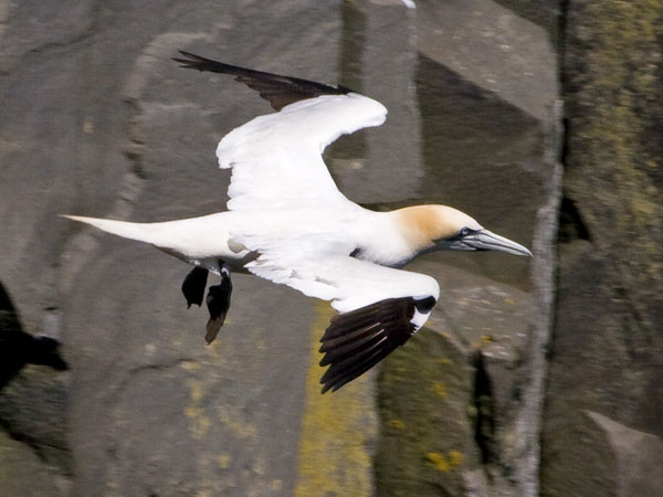 Northern Gannet - Sulidae Morus Bassanus