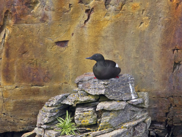 Black Guillemot - Alcidae Cepphus grylle