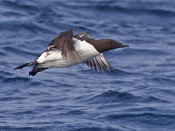 Common Murre - Alcidae Uria aalge