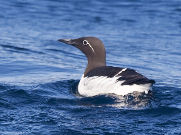 Common Murre (Bridled) - Alcidae Uria aalge