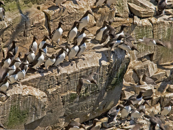 Common Murre - Alcidae Uria aalge