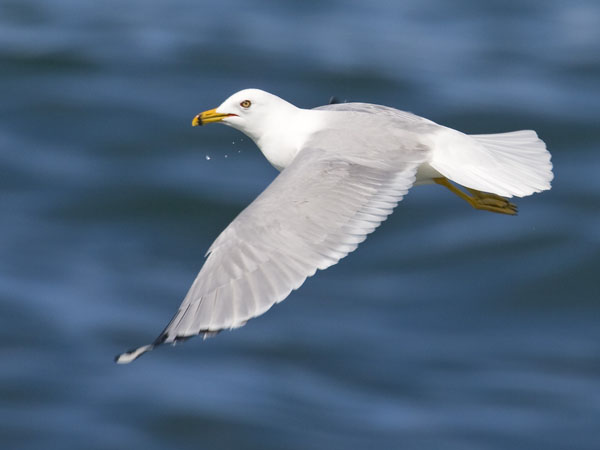 Ring Billed Gull - Laridae Larus delawarensis