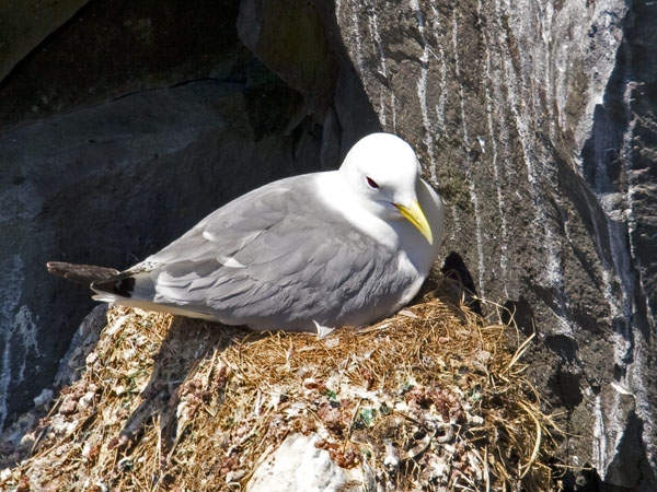 Kittiwake - Laridae Rissa tridactyla