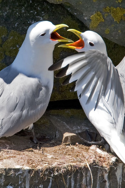 Kittiwake - Laridae Rissa tridactyla