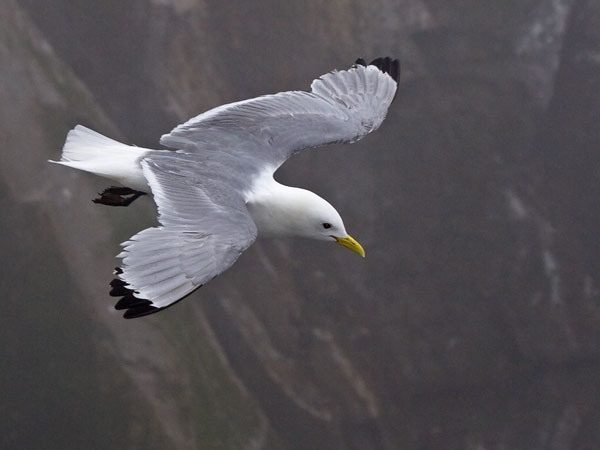 Kittiwake - Laridae Rissa tridactyla