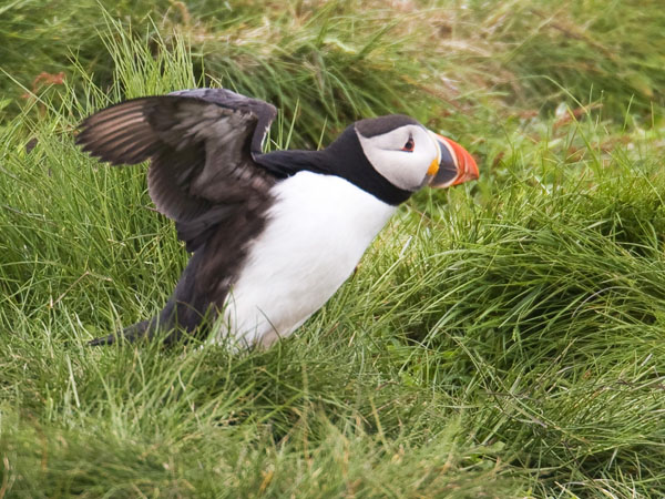 Atlantic Puffin - Alcidae Fratercula arctica