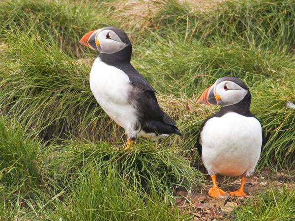 Atlantic Puffin - Alcidae Fratercula arctica