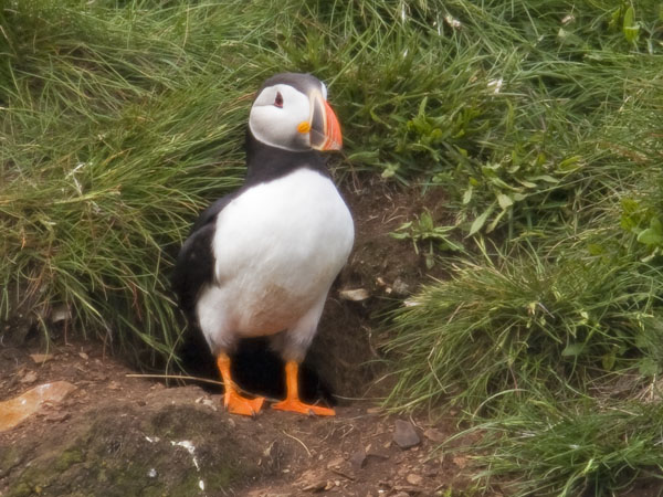 Atlantic Puffin - Alcidae Fratercula arctica