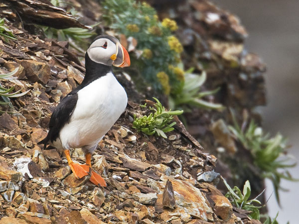 Atlantic Puffin - Alcidae Fratercula arctica