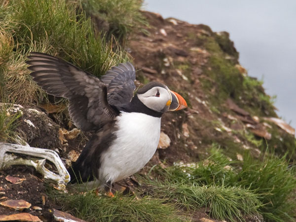 Atlantic Puffin - Alcidae Fratercula arctica