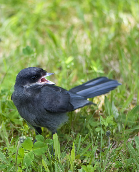 Little Black Bird - No Clue